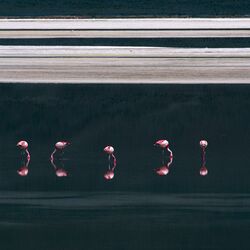 Numérisation de fond